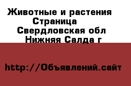  Животные и растения - Страница 25 . Свердловская обл.,Нижняя Салда г.